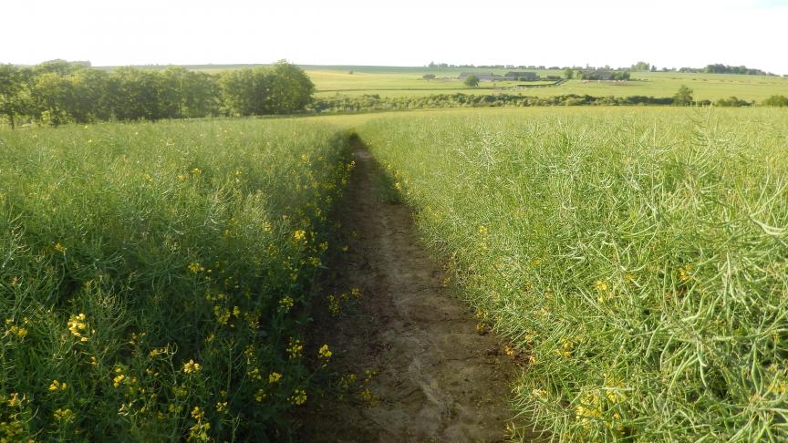 Vue très partielle de la plateforme variétale sise à Dinant, en fin floraison, le 11 mai dernier.