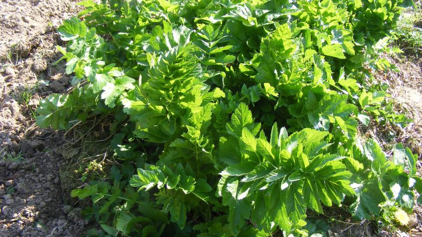 Le feuillage du panais est ample et couvre bien le sol en le maintenant propre.