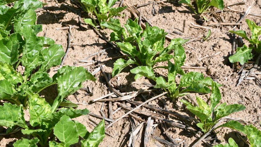 L’institut de la betterave conseille de rester vigilant vis-à-vis des pucerons, tout en veillant à épargner les insectes utiles!