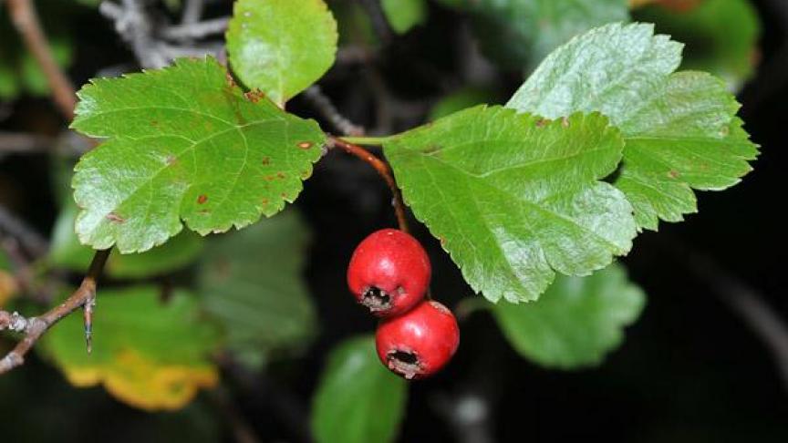 Feuilles et fruits d’aubépine à deux styles.