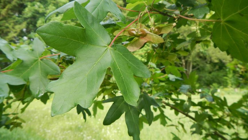 Feuilles et samares d’érable champêtre.