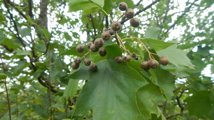 Feuilles et fruits d’alisier torminal.