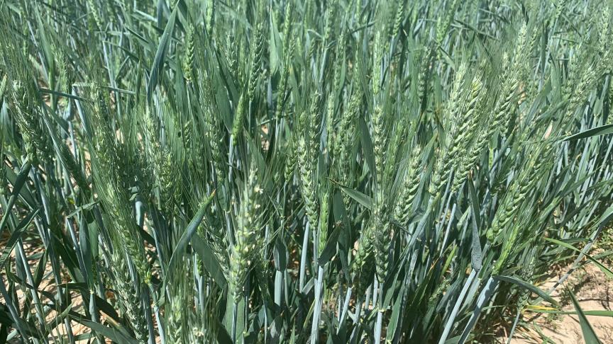 La majorité des parcelles de froment observées, en début de semaine dans le réseau du Cepicop sont au stade de l’épiaison. Il reste quelques parcelles au stade de gonflement et certaines parcelles plus avancées sont au stade du début de la floraison.