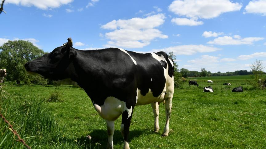 Si la proposition actuelle sur la future pac est parfaitement compatible avec les objectifs des stratégies «de la ferme à la table» et «biodiversité, un renforcement des ambitions pour le bien-être animal et la lutte contre l’antibiorésistance devaient toutefois être prévus, juge la commission européenne.