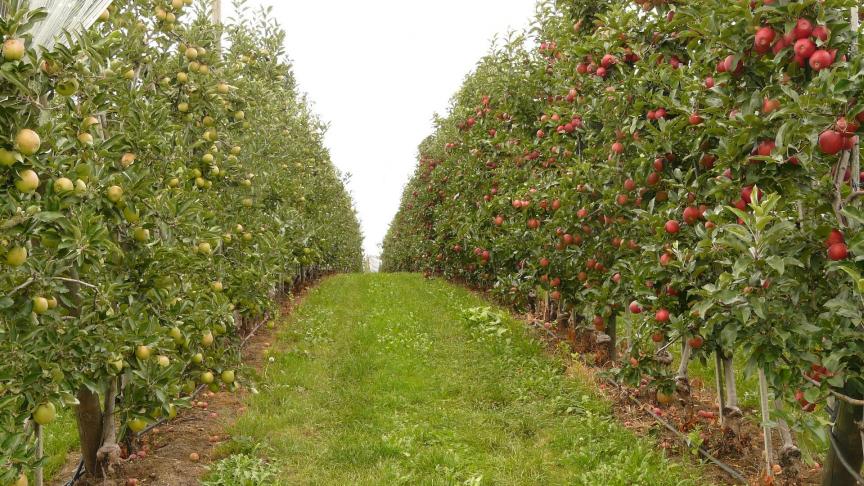 Une enquête réalisée chez nos voisins français montre que les techniques de désherbage alternatives au glyphosate dans certaines cultures fruitières se heurtent à des freins techniques et économiques.