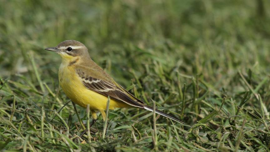 La bergeronnette printanière, une des espèces les plus courantes de nos plaines agricoles  et pourtant, c’est un oiseau exclusivement insectivore!