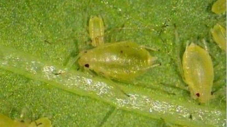 L’Institut recommande encore la vigilance en ce qui concerne les pucerons verts aptères.