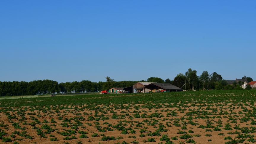 La pomme de terre, Solanum tuberosum, se comporte généralement mieux face à la sécheresse que d’autres cultures de printemps.