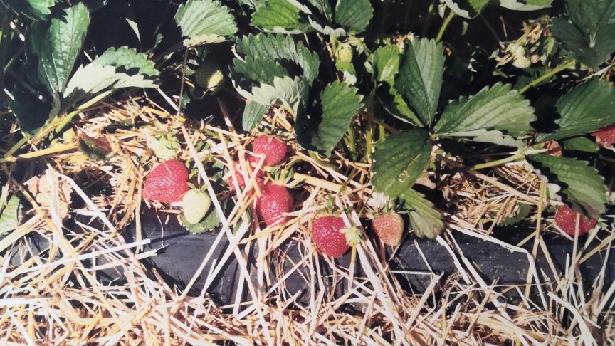 De la paille est épandue au moment où les hampes florales s’affaissent,  afin d’éviter aux fruits de toucher le sol.