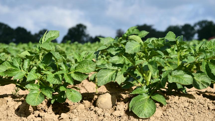 Le moment est propice à l’interprétation de soucis éventuels de levée.