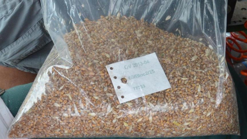 Les grains doivent être récoltés à maturité physiologique parfaite pour une valorisation optimale de la marchandise.