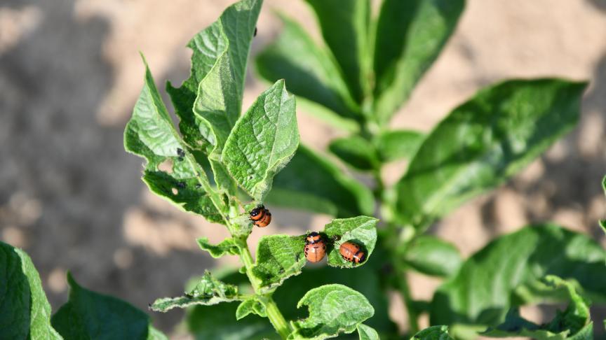 Les dégâts dus aux doryphores demeurent jusqu’ici le plus souvent acceptables. Si une intervention s’avère toutefois nécessaire, il est essentiel de ne recourir qu’à des produits respectueux des insectes utiles.