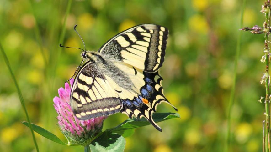 swallowtail-butterfly-364329_1920