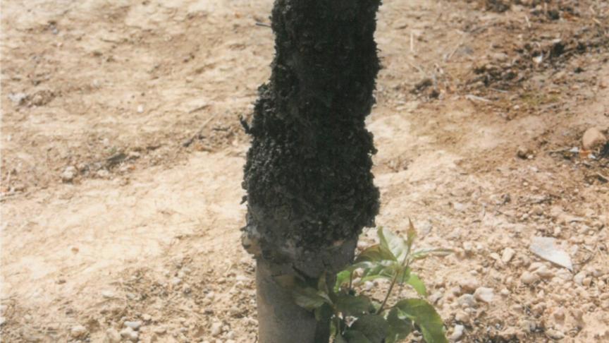 Symptômes d’Agrobacterium sur pommier.