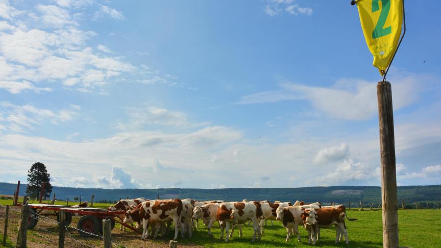 Le parcours s’étend sur 1.700 m et compte douze trous, parmi les vaches,  chevaux, moutons… Des obstacles mobiles qu’il faut savoir éviter !