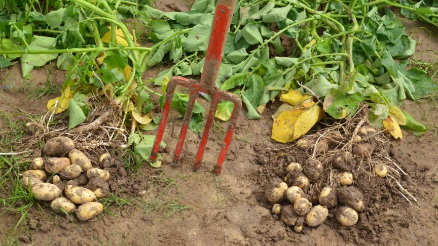Les coins de champ de la Fiwap constituent autant d’opportunités pour les producteurs  de s’informer et d’échanger sur les questions d’actualité.