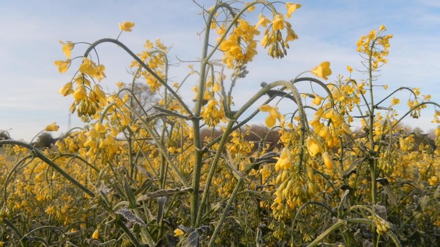 Le gel nocturne a pu se manifester pendant la floraison, avec de belles journées ensoleillées, comme le montre cette vue prise le 21 avril dernier.