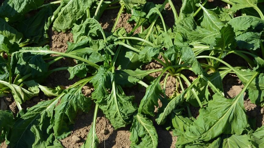 Les canicules et sécheresses se répètent d’année en année,  ce qui n’est pas sans conséquence sur le monde agricole.