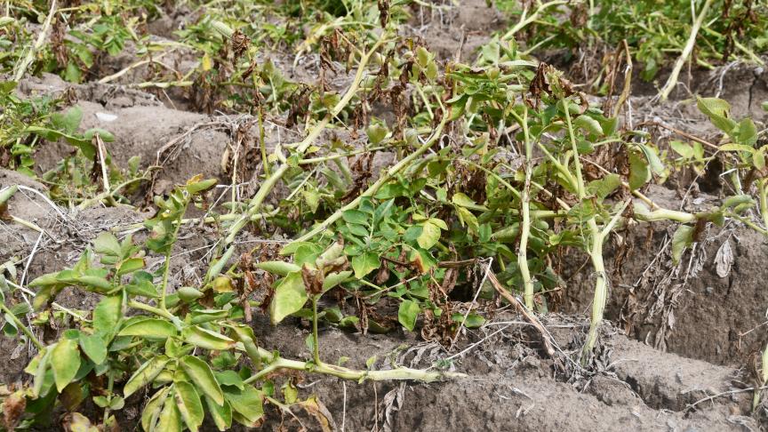 Les récents coups de chaleur et le déficit hydrique persistant sont autant d’éléments accélérateurs de la sénescence du feuillage.