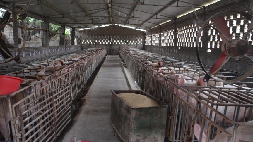 Après de grosses turbulences dues à la peste porcine africaine, la production porcine chinoise pourrait retrouver du souffle l’an prochain.