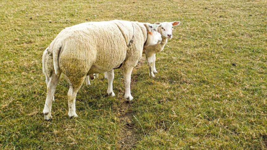 Dès que le bélier est amené aux brebis, il doit être muni d'un harnais marqueur, afin que l'on puisse suivre exactement les différents accouplements.