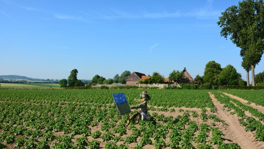 Dans le domaine des grandes cultures, le paysage hainuyer a connu une forte réduction des superficies consacrées à la betterave et une croissance spectaculaire de la culture de la pomme de terre.