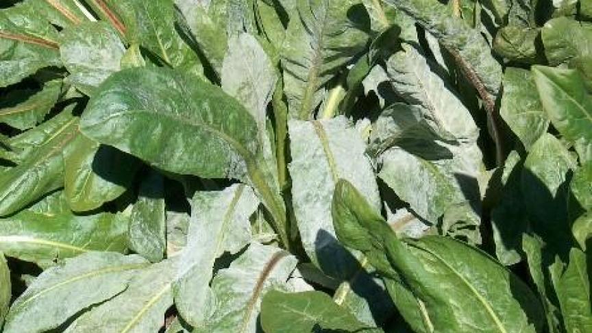La présence de symptôme d’oïdium dans les chicorées requiert une vigilance accrue de la part des planteurs concernés.