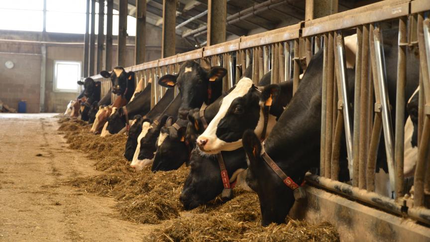 Les effets de la Covid-19 dans l’Union européenne et aux États-Unis ont entraîné un recul de la production laitière dans l’hémisphère Nord  en avril, toutefois compensé par la progression dans les bassins du Sud qui se trouvent dans le creux de leur collecte annuelle.
