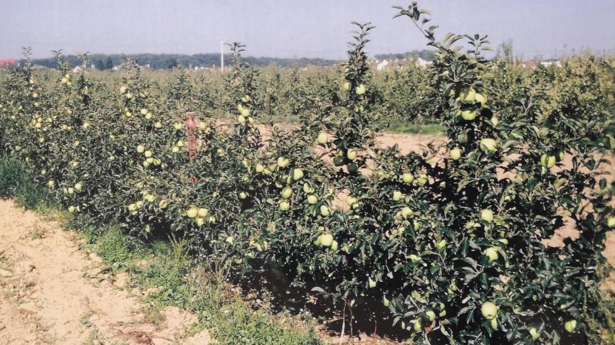 ‘Golden delicious’ présente une productivité bonne à très bonne, précoce et peu alternante si un éclaircissage est pratiqué.