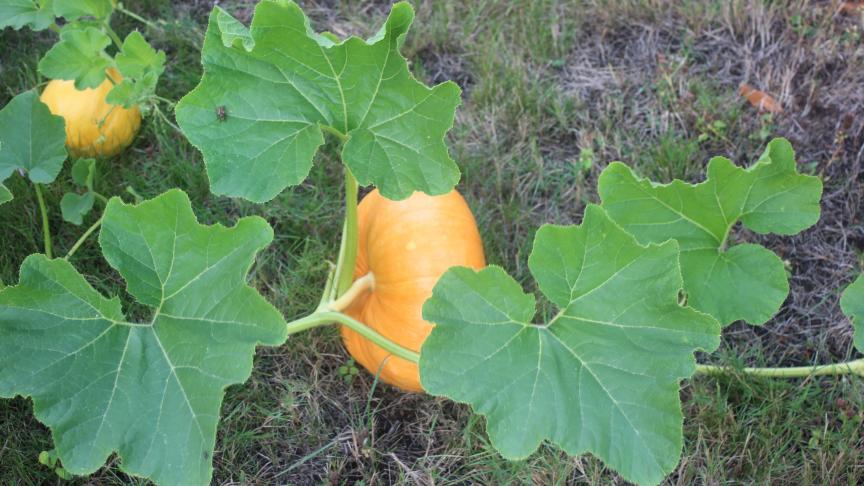 Les cucurbitacées ont de grands besoin d'eau pour leur développement. les plantes qui ont été trop peu abreuvées donnent peu de fruits.