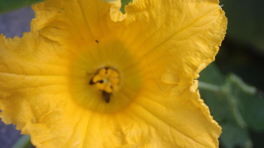 fleur