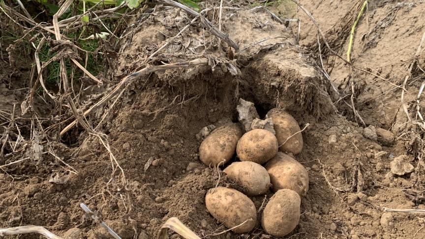 Les prélèvements en Innovator montraient, en semaine 34, un rendement moyen pratique en 35 mm+ de 34 t/ha, mais dans une fourchette large de 22 à 46 t/ha. Et quelque 6,4 tubercules par plante en moyenne également.