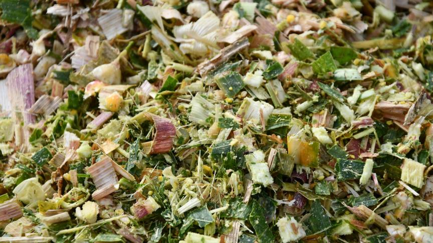 Le Centre pilote maïs rappelle que le stade optimal de maturité qui permet de disposer d’un ensilage de maïs de qualité se situe entre 32 et 35
% MS.
