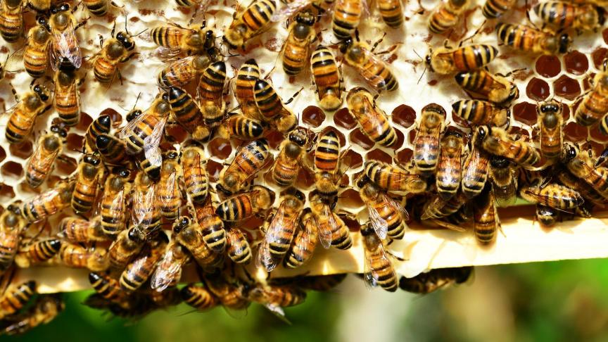 honey-bees-401238_1920