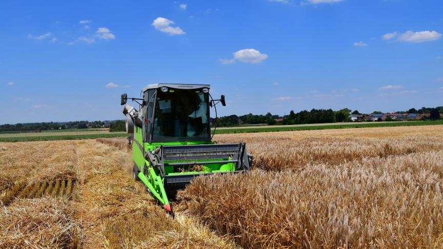 Récolte des petites parcelles expérimentales. Notons que les meilleurs rendements ont été généralement été enregistrés dans les limons profonds à bon drainage.