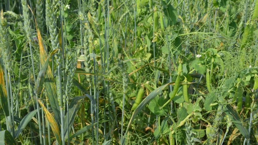 La Commission européenne a lancé, le 4 septembre, une consultation publique sur son futur plan d’action qui vise à atteindre 25
% de surfaces cultivées en bio d’ici 2030.