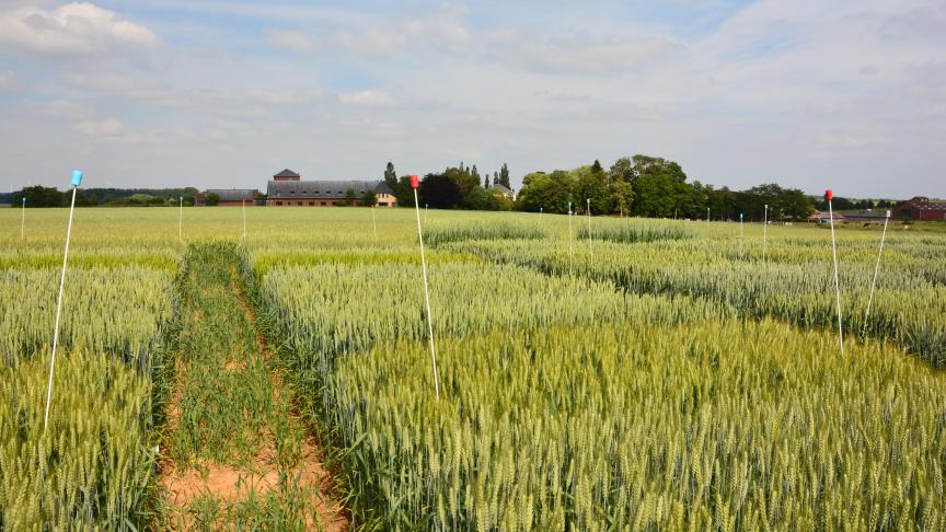 Les conseils du Livre Blanc des céréales, en préambule à la nouvelle saison culturale, seront donnés, cette année via une présentation «à distance».