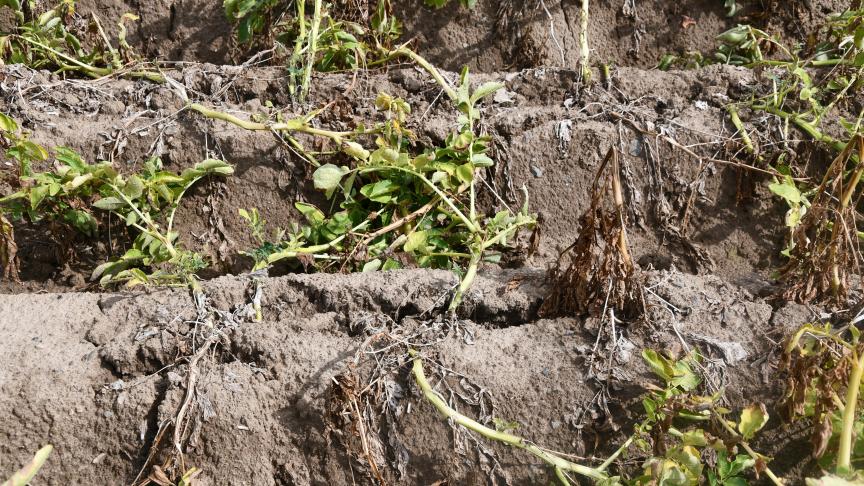 Dans le contexte de ces derniers mois, le Nepg conseille vivement aux producteurs de reprendre le contrôle de l’offre et d’être acteurs de leur propre avenir, en réduisant leurs superficies, l’an prochain.