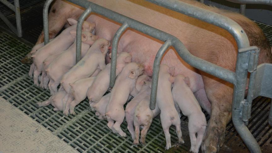 Retrouver le statut « indemne de ppa » faciliterait les relations commerciales belges.