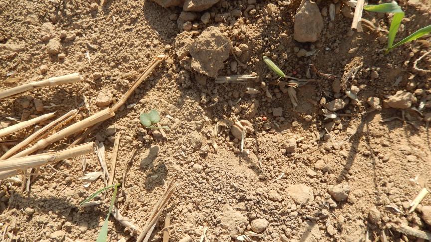La sécheresse pèse lourdement. Ci-dessus une plantule au stade cotylédons et des semences non germées à cause du manque d'eau, et des repousses de céréales dans un sol non labouré (toujours à cause de ce déficit hydrique!).