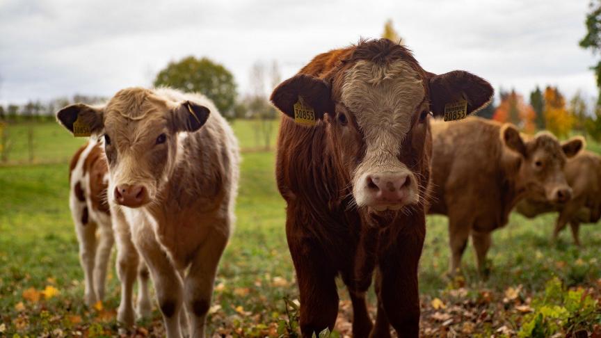 cows-4383468_1920