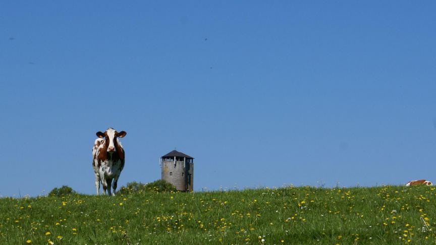 Pour limiter le lessivage de l’azote en prairie, mieux vaut, notamment,  éviter l’affouragement au pré après le 15 août, pour autant que cela soit possible.