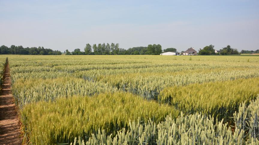 L’éventail des variétés commercialisées cetr automne permet de choisir, parmi des froments de même potentiel de rendement, celles dont les résistances aux maladies, à la verse et à certains ravageurs sont supérieures.