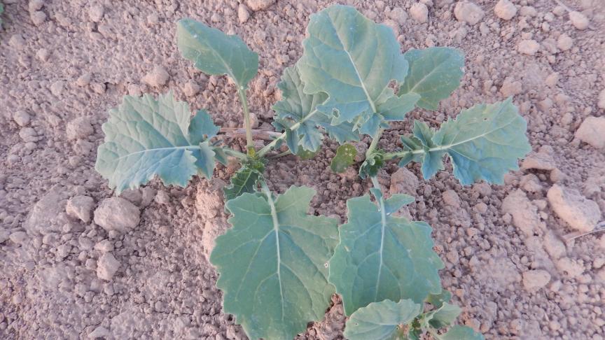 Plantules à 4-5 feuilles. Les cotylédons présentent des morsures d'altises.