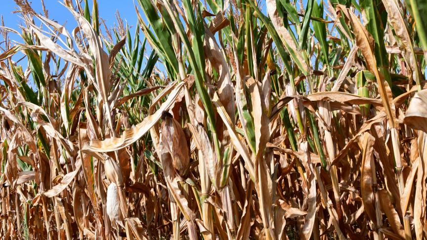 Pour la récolte du maïs grain à sécher dont la rentabilité est entre autres liée aux coûts du séchage, il est essentiel de limiter au maximum ces frais, a fortiori, cette année! Et donc, il est urgent... d’attendre!