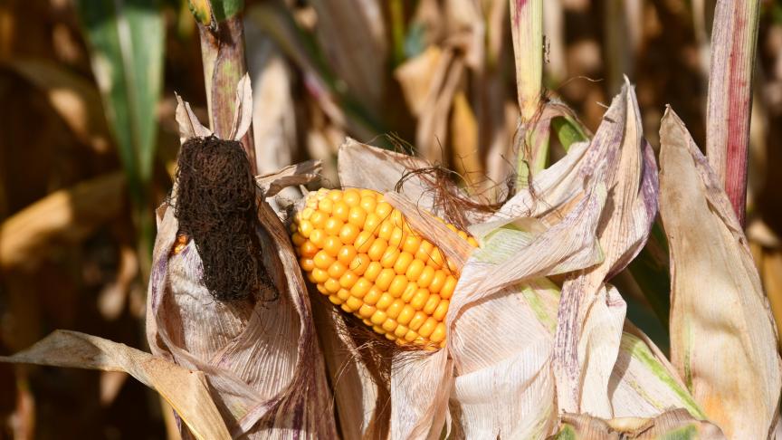 La nouvelle entreprise veut capitaliser sur les complémentarités d’Euralis et Caussade en termes d’espèces, de recherches, d’outils et de marchés.