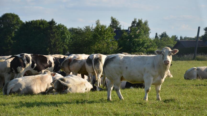 Côté bovins, les factures seront établies sur base des données enregistrées dans Sanitel pour la période de référence du 01/09/2019 au 31/08/2020.