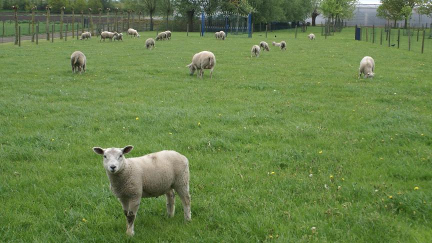 Chaque exploitation a sa propre stratégie pour la période d'agnelage.
