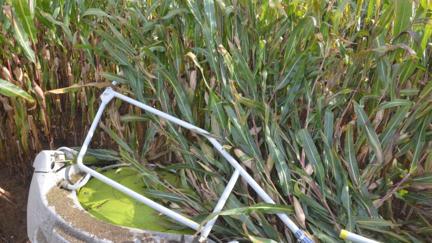 Déjà presque terminée, la campagne des ensilages a bénéficié de conditions particulièrement favorables, ces dernières semaines.