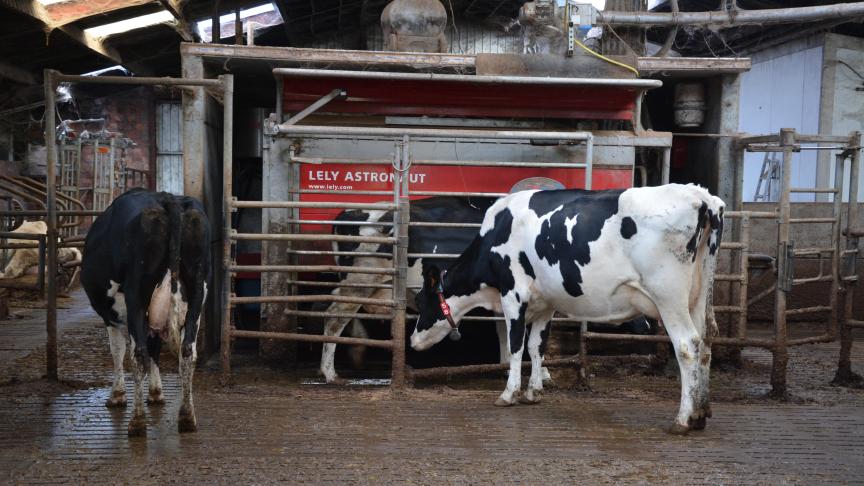 Au sein de l’étable, le robot doit être judicieusement placé,  pour une bonne circulation des animaux.